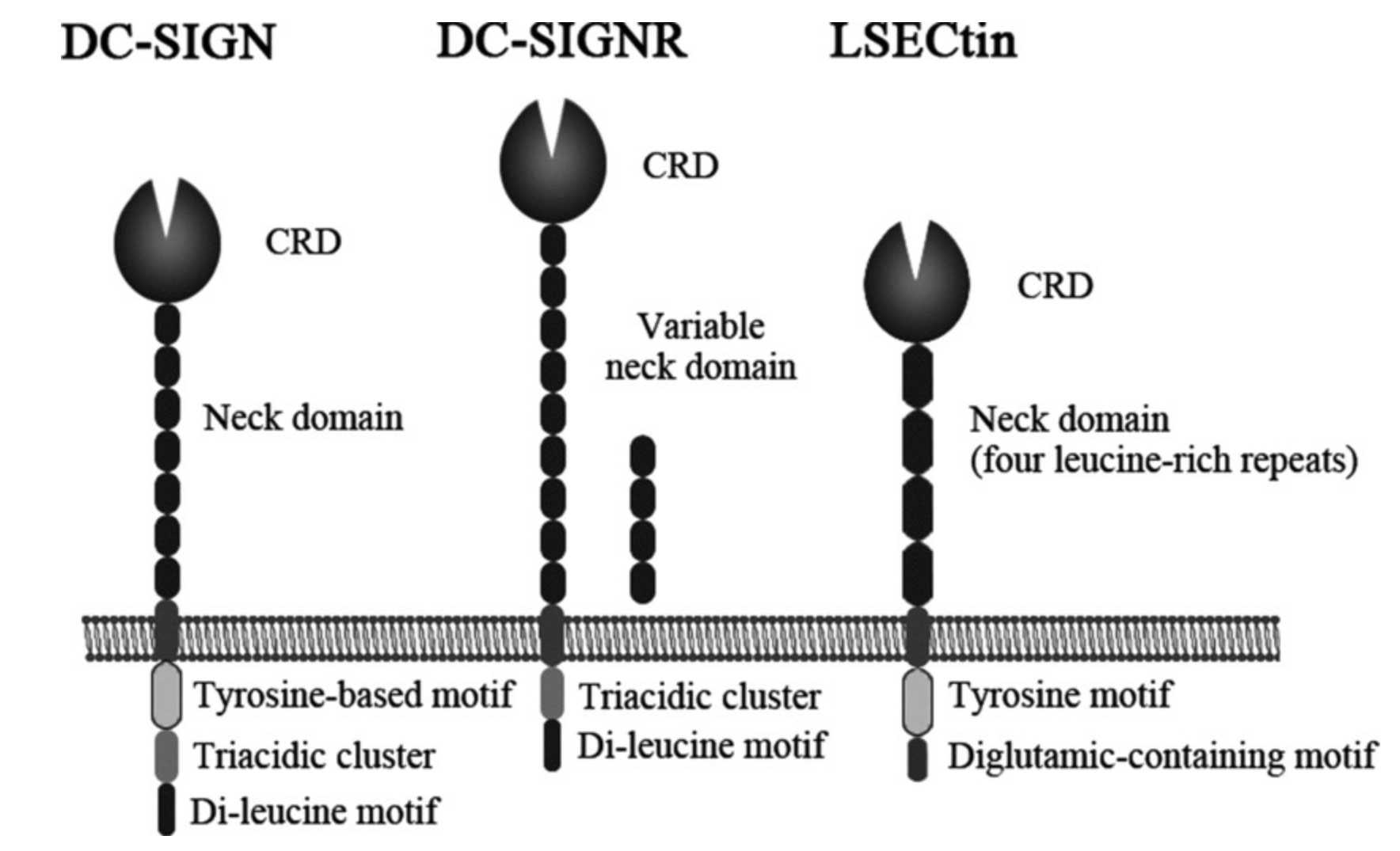 LSECtin are trans-membrane proteins.jpg